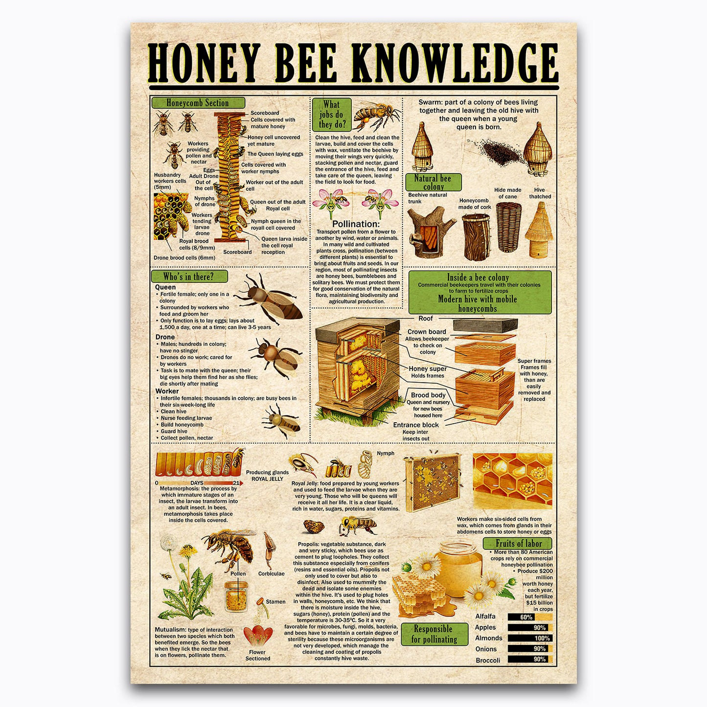 Honey Bee Knowledge Vintage Poster Canvas Wall Art For Farm, Farmhouse, Barn, Classroom Decor, Gifts For Beekeepers, Farmers, Geeks, Nerds, Educational Vertical Types Of Honeybees Chart For Kids
