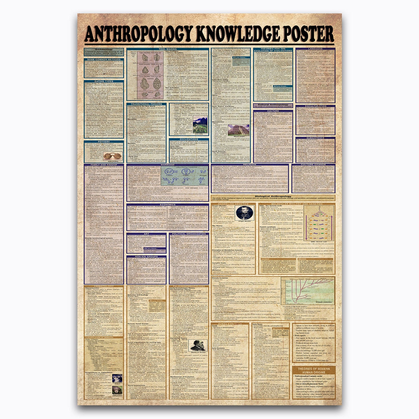 Anthropology Knowledge Vintage Poster Canvas Wall Art For Classroom, Living Room, Office Decor, Gifts For Anthropologist, Geeks, Nerds, Educational Print Chart For Kids
