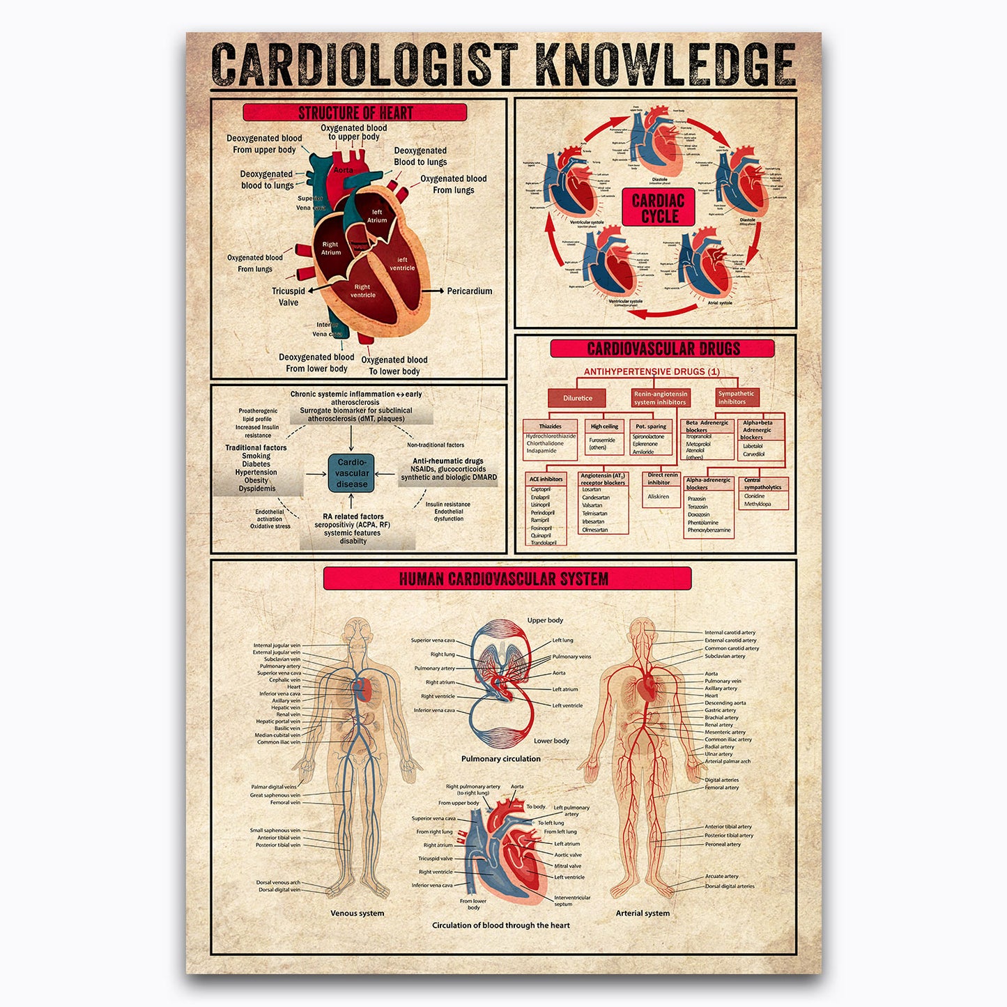 Cardiologist Heart Doctor Knowledge Vintage Poster Canvas Wall Art For Clinic, Hospital Decor, Gifts For Cardiology Students, Nurses, Doctors, Geeks, Nerds, Educational Chart For Learners