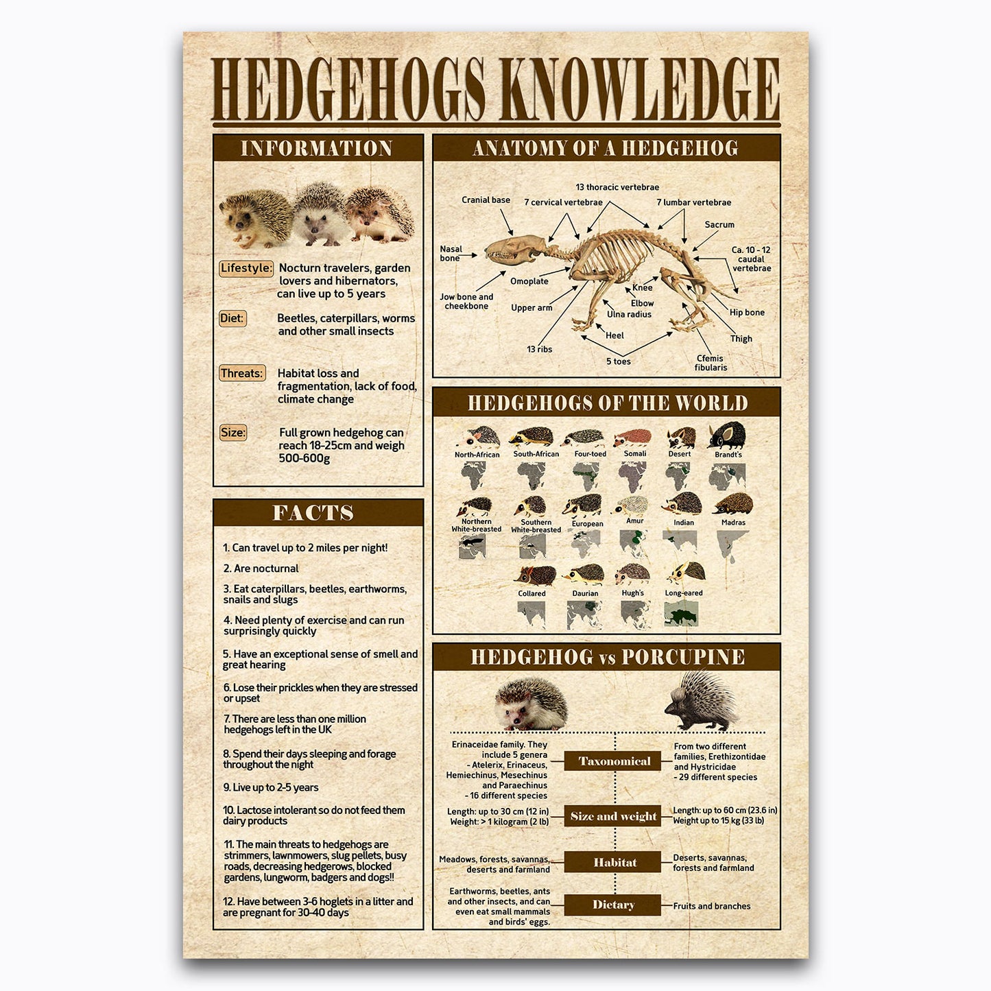 Hedgehogs Knowledge Poster, Breeds Of Animals Vintage Canvas Wall Art For Vet Clinic, Science, Biology Classroom Decor, Gifts For Students, Teachers, Geeks, Nerds, Educational Print Chart For Kids